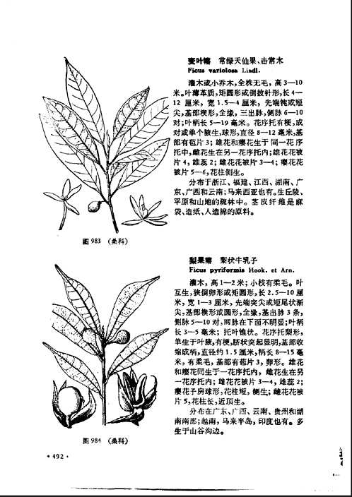 中国高等植物图鉴