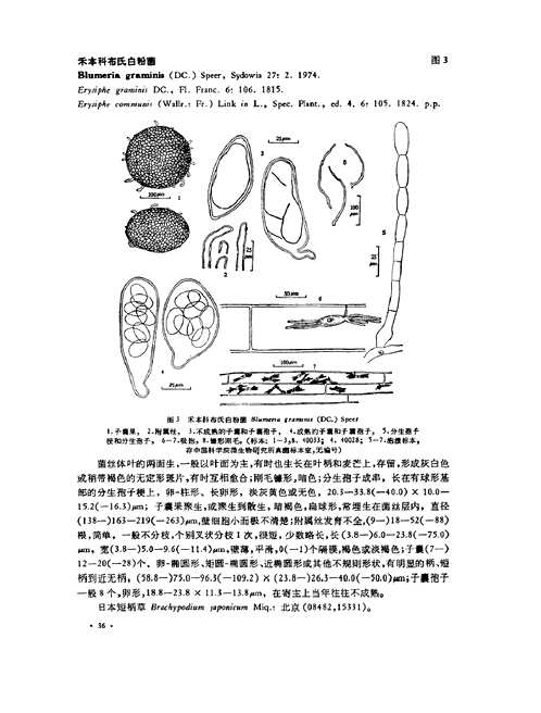 中国真菌志